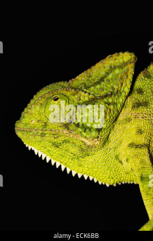 Die indischen Chamäleon Chamaeleo Zeylanicus ist die einzige Chamäleonarten, die im Land gefunden Stockfoto