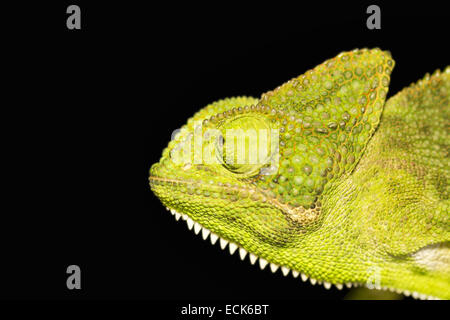 Die indischen Chamäleon Chamaeleo Zeylanicus ist in trockenen und trockenen Bereichen und auch in feuchten Mischwäldern gefunden. Stockfoto