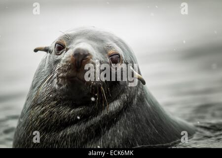 Süd-Atlantik, South Georgia Island, subantarktischen Seebären (Arctocephalus Tropicalis) Stockfoto