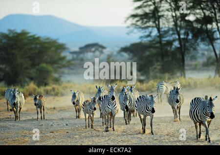 Kenia, Amboseli National Park, Grant Zebras (Equus Burchelli Granti) läuft in den Staub Stockfoto