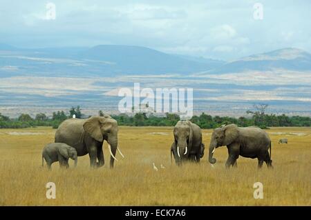 Kenia, Amboseli Nationalpark, Elefanten (Loxodonta Africana) in der Familie vor getrübten Kilimanjaro Stockfoto