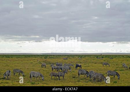 Kenia, Amboseli National Park, Grant Zebras (Equus Burchelli Granti) Weiden Stockfoto
