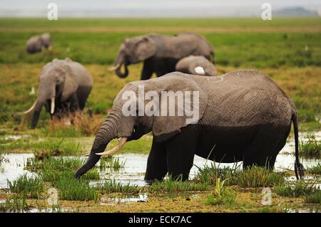 Kenia, Amboseli Nationalpark, Elefanten (Loxodonta Africana) in nassen Wiesen bei bewölktem Wetter Stockfoto