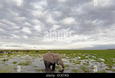 Kenia, Amboseli Nationalpark, Elefanten (Loxodonta Africana) in nassen Wiesen bei bewölktem Wetter Stockfoto