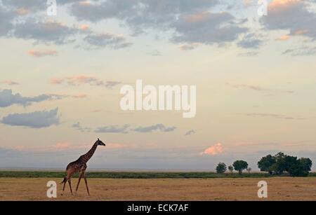 Kenia, Amboseli Nationalpark, Giraffen-Masai (Giraffa Cameleopardalis Tippelskirchi) laufen bei Sonnenuntergang Stockfoto