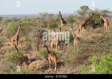 Kenia, Laikipia, Il Ngwesi, Giraffen-Masai (Giraffa Cameleopardalis Tippelskirchi) s in freier Wildbahn Stockfoto