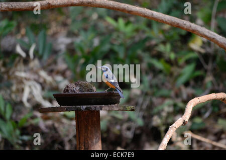 Die Orange Leitung Drossel (Geokichla Citrina), Indien. Stockfoto