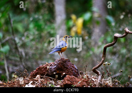 Die Orange Leitung Drossel (Geokichla Citrina), Indien. Stockfoto