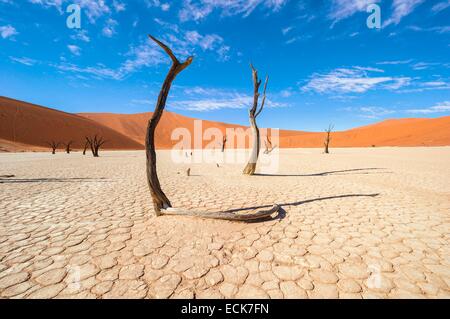 Namibia, Hardap Region, Wüste Namib, Namib-Naukluft Nationalpark, Namib Sandmeer Weltkulturerbe der UNESCO, Dünen von Sossusvlei, Dead Vlei Stockfoto