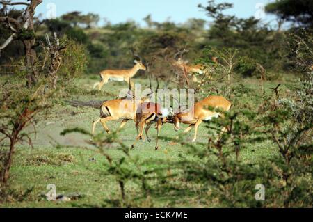 Kenia, Masai Mara National Reserve, männlichen Impala (Aepyceros Melampus) kämpfen Stockfoto