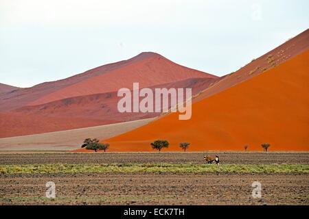 Namibia, Hardap Region, Wüste Namib, Namib-Naukluft Nationalpark, Namib Sandmeer Weltkulturerbe von der UNESCO zum Sossusvlei Dünen, Gemsbock (Oryx Gazella) Stockfoto