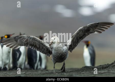 Süd-Atlantik, South Georgia Island, südliche giant Petrel (Macronectes Giganteus) Stockfoto