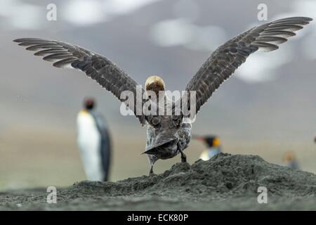 Süd-Atlantik, South Georgia Island, südliche giant Petrel (Macronectes Giganteus) Stockfoto