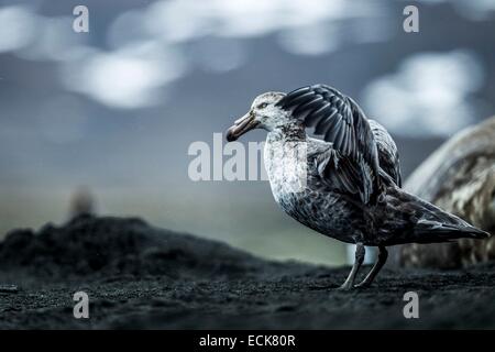 Süd-Atlantik, South Georgia Island, südliche giant Petrel (Macronectes Giganteus) Stockfoto