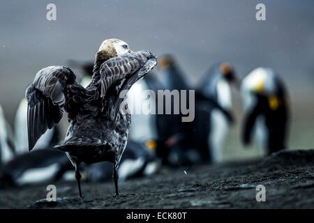 Süd-Atlantik, South Georgia Island, südliche giant Petrel (Macronectes Giganteus) Stockfoto