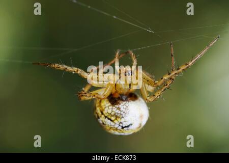 Frankreich, Araneae, Araneidae, Kricketschläger Orb Weaver (Mangora Fotocommunity) an einem seidenen Faden hängen Stockfoto