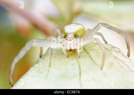 Frankreich, Araneae, Thomisidae, Goldrute crab Spider oder Blume Krabbenspinne (Misumena Vatia), weiße form Stockfoto