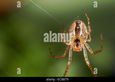 Frankreich, Araneae, Tetragnathidae (Metidae), weniger Kreuzspinne oder Herbst Spinne (Metellina Segmentata), weibliche an einem seidenen Faden hängen Stockfoto