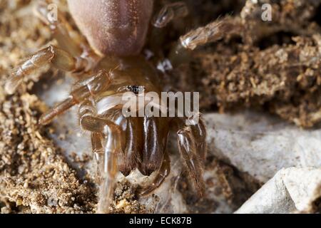 Frankreich, Araneae, Vogelspinnen, Atypidae, Geldbeutel-Web Spider (Atypus Affinis) Stockfoto