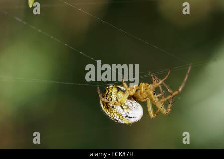 Frankreich, Araneae, Araneidae, Kricketschläger Orb Weaver (Mangora Fotocommunity) an einem seidenen Faden hängen Stockfoto