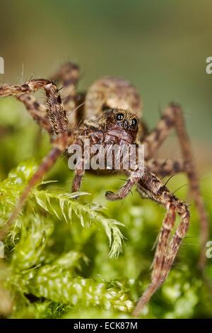 Frankreich, Araneae, Lycosidae, Wolfspinne (Pardosa Lugubris) Stockfoto