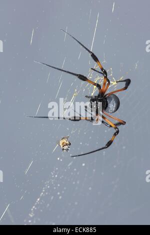 Frankreich, La Réunion, rotbeinige golden Orbweb Spinne (Nephila Inaurata) Stockfoto