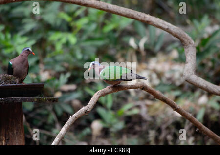 Der gemeinsame Smaragd Taube (Chalcophaps Indica), Maharashtra, Indien. Stockfoto