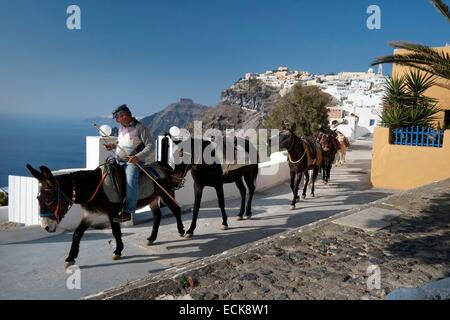 Griechenland, Kykladen, Santorini (Thira), Dorf von Thera (Fira) Stockfoto