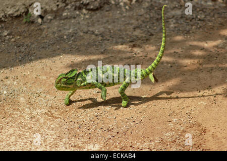 Die indischen Chamäleon Chamaeleo Zeylanicus ist die einzige Chamäleonarten, die im Land gefunden. Ganzkörperfoto Stockfoto