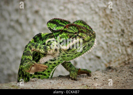 Die indischen Chamäleon Chamaeleo Zeylanicus ist die einzige Chamäleonarten, die im Land gefunden. Ganzkörperfoto Stockfoto