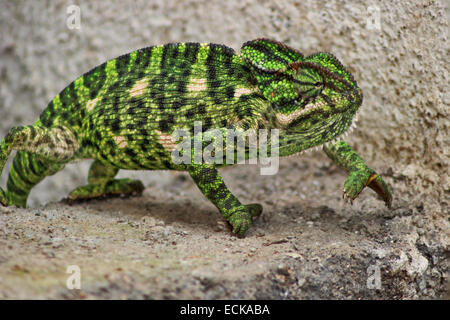 Die indischen Chamäleon Chamaeleo Zeylanicus ist die einzige Chamäleonarten, die im Land gefunden. Ganzkörperfoto Stockfoto