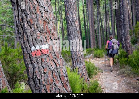Frankreich, Corse du Sud, Wandern auf dem GR 20, zwischen Conca und ich Paliri Hütte, korsische Kiefernwald (Pinus Nigra var. Corsicana) Stockfoto