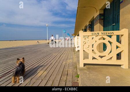 Frankreich, Calvados, Deauville, Strand, Promenade, Namen von Schauspielern und Regisseuren aus berühmten Filmen, Hund (Canis Lupus Familiaris) Yorkshire-Terrier Stockfoto