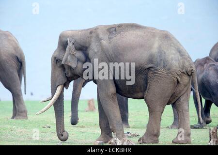 Indien, Bundesstaat Karnataka, Nagarhole Nationalpark, Tiger Reserve Kabini, asiatische oder asiatische Elefanten (Elephas Maximus) Stockfoto