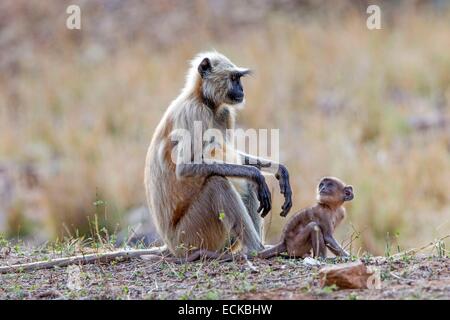 Indien, Bundesstaat Karnataka, Nagarhole Nationalpark, Tiger Reserve von Kabini, Hanuman-Languren (Semnopithecus Entellus), Erwachsene Stockfoto