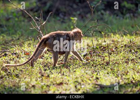 Indien, Bundesstaat Karnataka, Nagarhole Nationalpark, Tiger Reserve von Kabini, Motorhaube Makaken (Macaca Radiata), Erwachsene Stockfoto