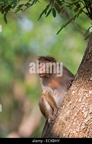 Indien, Bundesstaat Karnataka, Nagarhole Nationalpark, Tiger Reserve von Kabini, Motorhaube Makaken (Macaca Radiata), Erwachsene Stockfoto