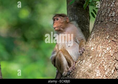 Indien, Bundesstaat Karnataka, Nagarhole Nationalpark, Tiger Reserve von Kabini, Motorhaube Makaken (Macaca Radiata), Erwachsene Stockfoto