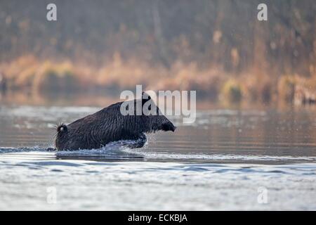 Frankreich, Elsass, Rhein Wald, Wildschwein (Sus Scrofa), über einen Arm des Wassers schwimmen Stockfoto