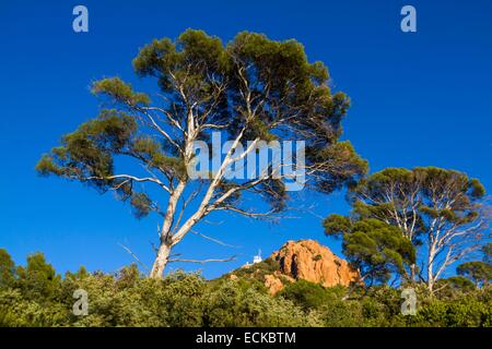 Frankreich, Var, Corniche de l ' Esterel, Saint Raphael, Aufforstung von Aleppo-Kiefer (Pinus Halepensis) auf den Cap du Dramont Stockfoto