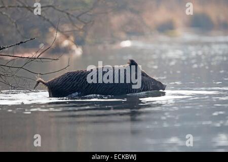 Frankreich, Elsass, Rhein Wald, Wildschwein (Sus Scrofa), über einen Arm des Wassers schwimmen Stockfoto