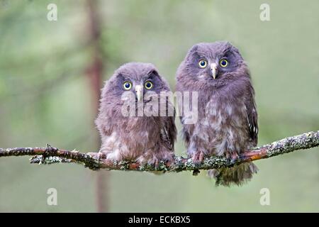 Finnland, Kuhmo Bereich, Kajaani, Boreal Eule oder Eule der Rauhfußkauz (Aegolius Funereus), zwei Jungtiere nur, nachdem sie das Nest verlassen thront auf einem Ast Stockfoto