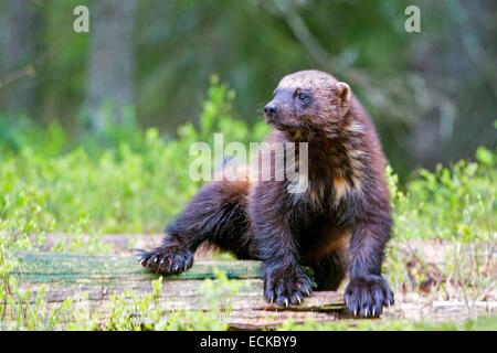 Finnland, Kuhmo Bereich, Kajaani, Vielfraß (Gulo Gulo) Stockfoto