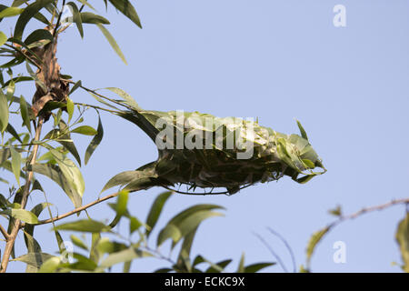 Weberameisen verwenden Seide erstellt von deren Larven eine Nest in den Baum spitzen Blättern zu weben Stockfoto