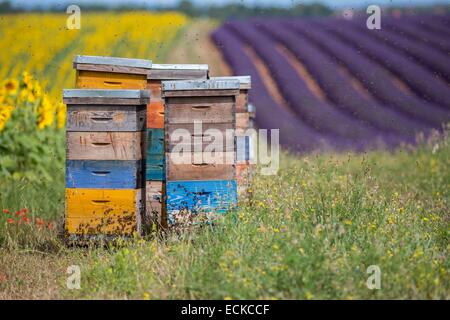 Frankreich, Alpes de Haute Provence, Parc Naturel Regional du Verdon (regionalen natürlichen Parks von Verdon), Plateau von Valensole, Bienen fliegen um die Bienenstöcke in der Nähe von einem Feld von Sonnenblumen und Lavendel Stockfoto