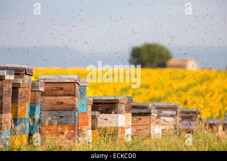 Frankreich, Alpes de Haute Provence, Parc Naturel Regional du Verdon (regionalen natürlichen Parks von Verdon), Plateau von Valensole, Bienen fliegen um die Bienenstöcke in der Nähe von einem Feld von Sonnenblumen Stockfoto