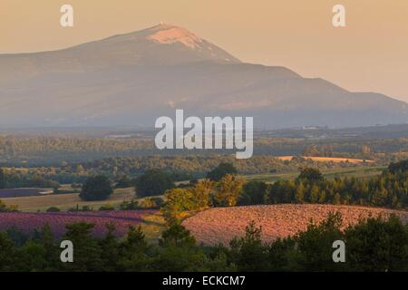 Frankreich, Alpes de Haute Provence Lavendel Landschaften in der Nähe von Banon, im Hintergrund der Mont Ventoux Stockfoto