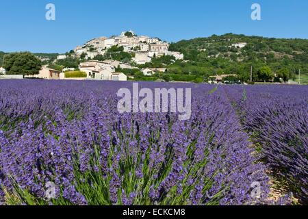 Frankreich, Alpes de Haute Provence, Simiane la Rotonde Lavendelfeld Stockfoto