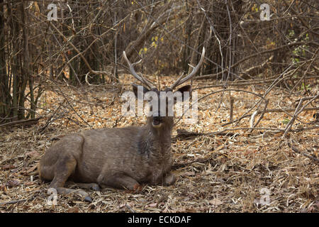 Sambar (Rusa unicolor), Tadoba Nationalpark Stockfoto