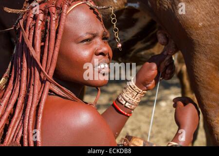 Namibia, Kunene-Region, Kaokoland, Himba-Dorf in der Nähe von Opuwo, Kuh Melken von einer Himba-Frau Stockfoto